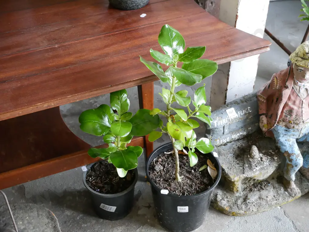 2x potted broad leafs Image 1++