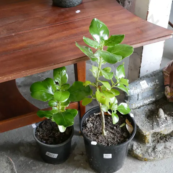 2x potted broad leafs