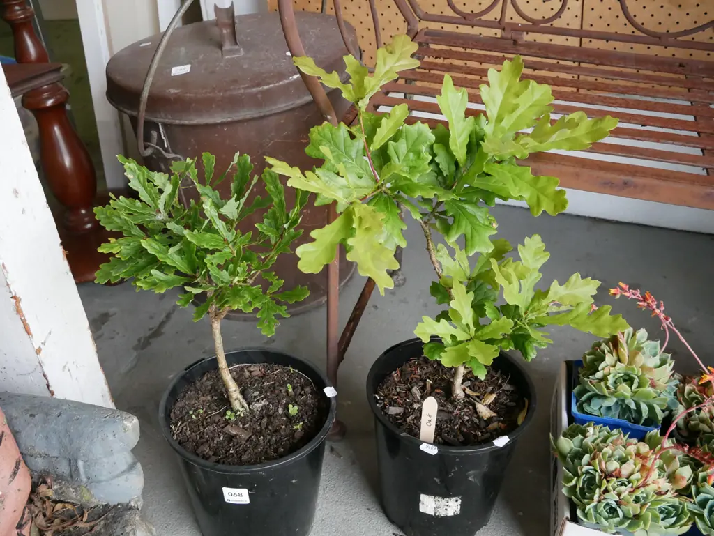 2x potted oak trees Image 1++
