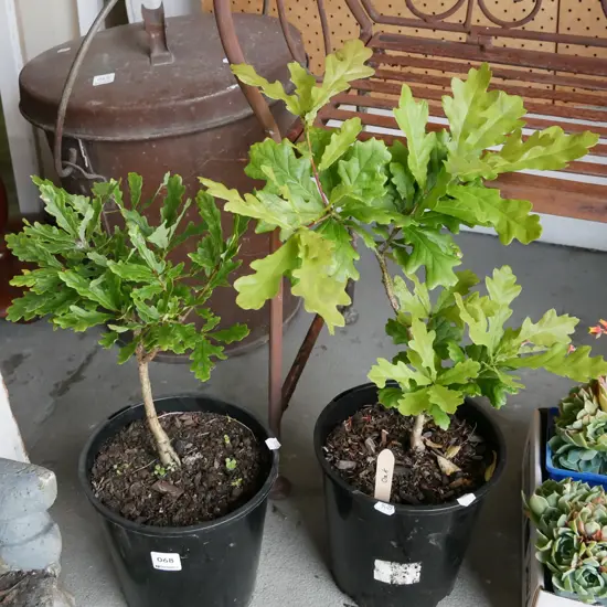 2x potted oak trees