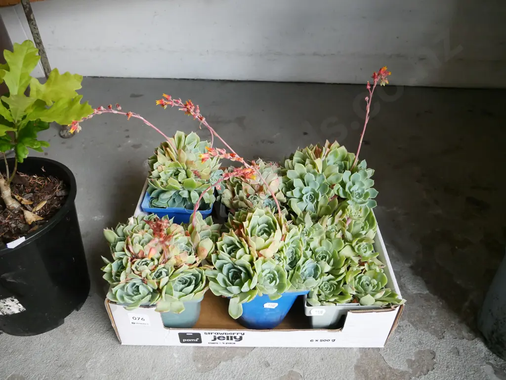 box of succulents Image 1++