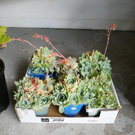 box of succulents