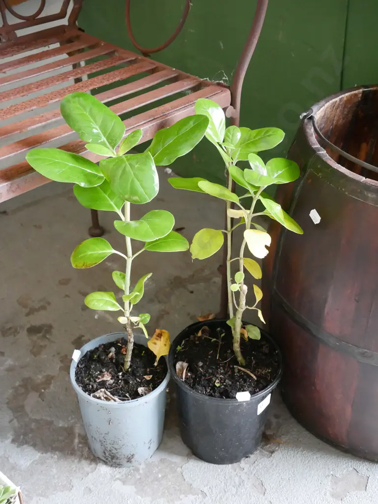 2x potted broad leafs Image 1++