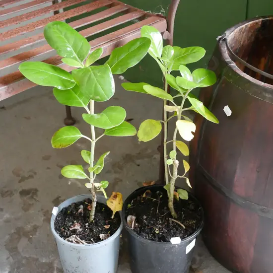 2x potted broad leafs