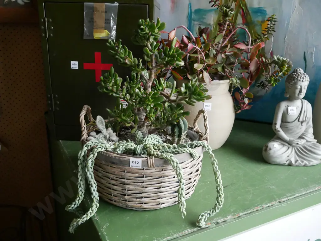 cane basket and succulents Image 1++
