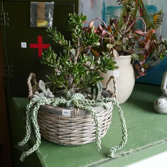cane basket and succulents