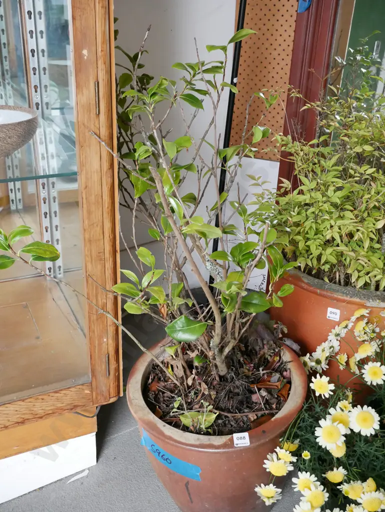 unknown plant in garden planter Image 1++