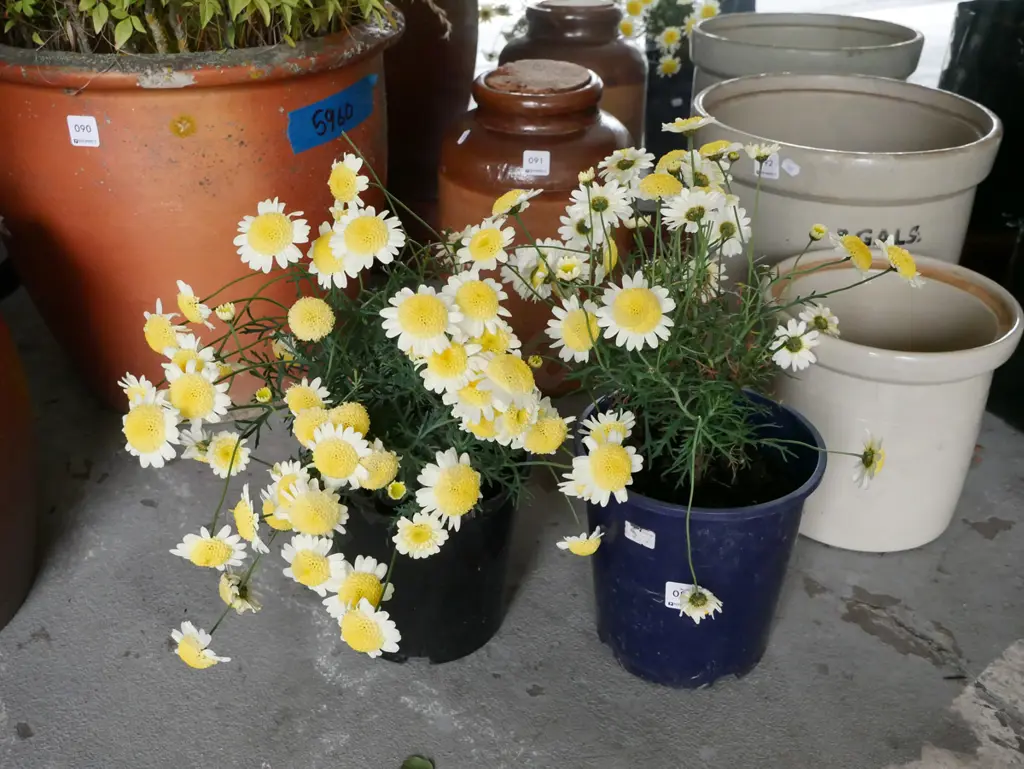 2x potted yellow daisies Image 1++