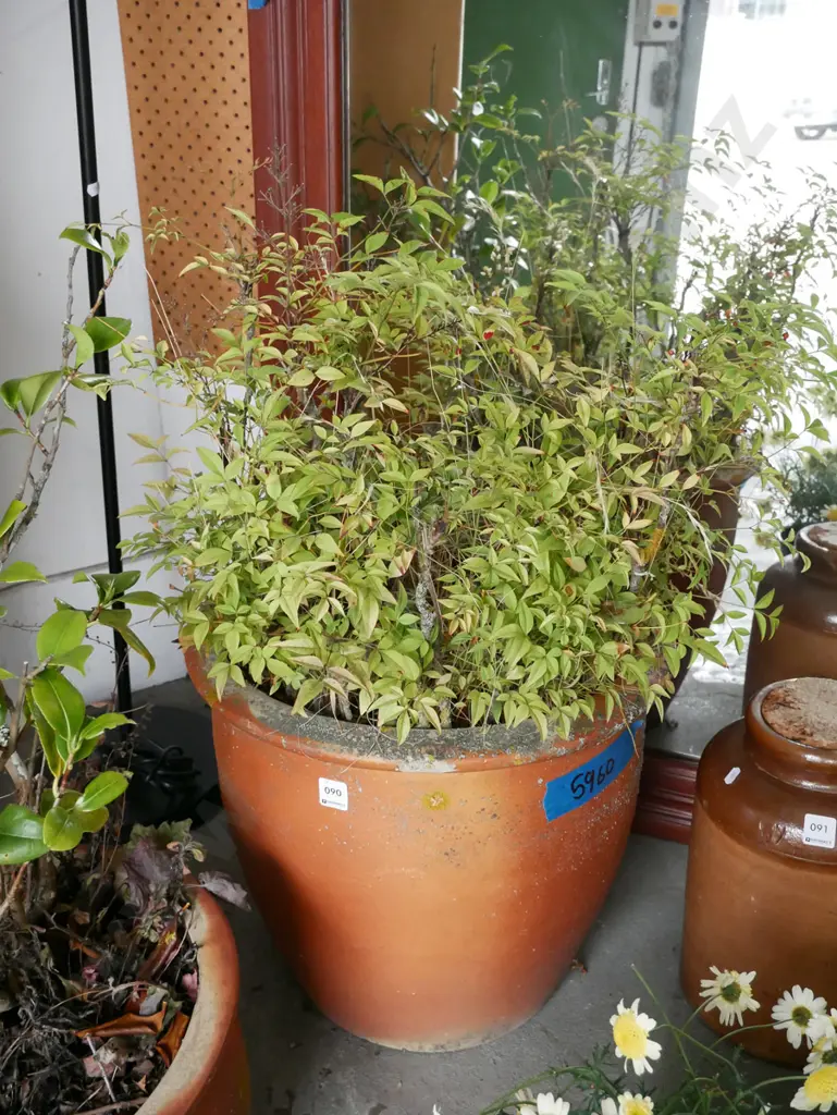 unknown plant in large terracotta planter Image 1++