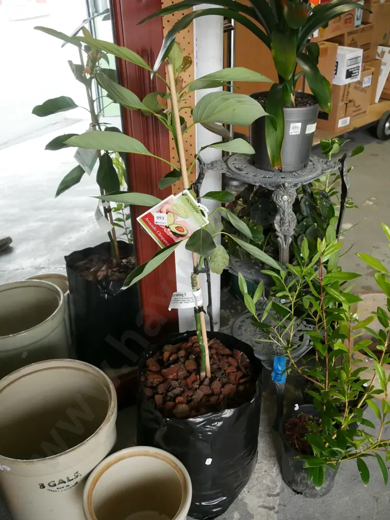 avacado in black plastic planter Image 1++