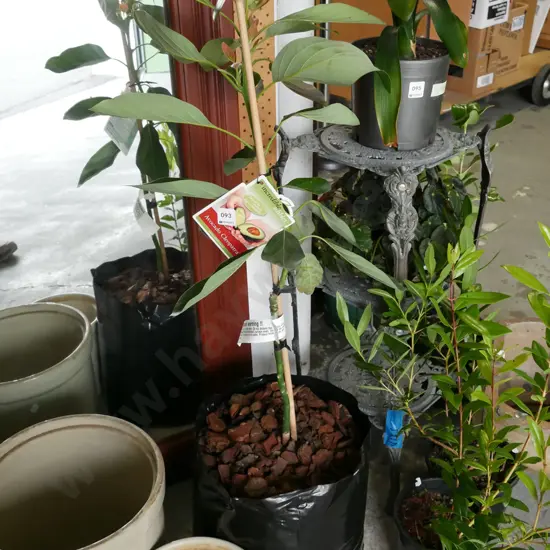 avacado in black plastic planter