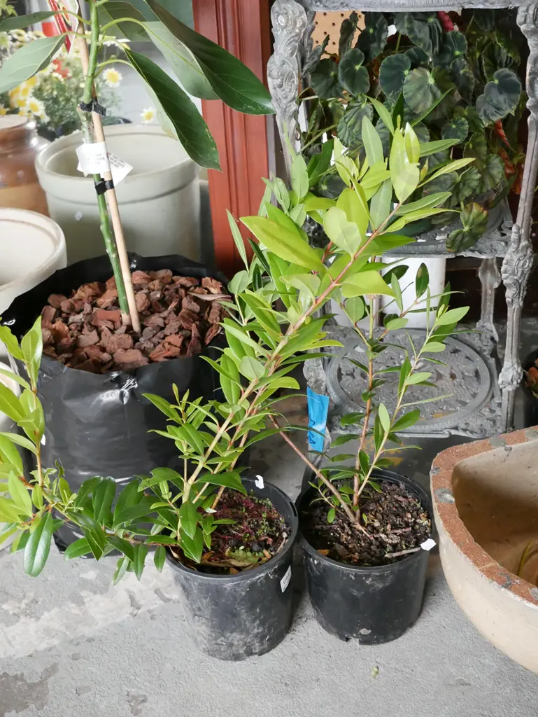 2x potted pohutukawa Image 1++