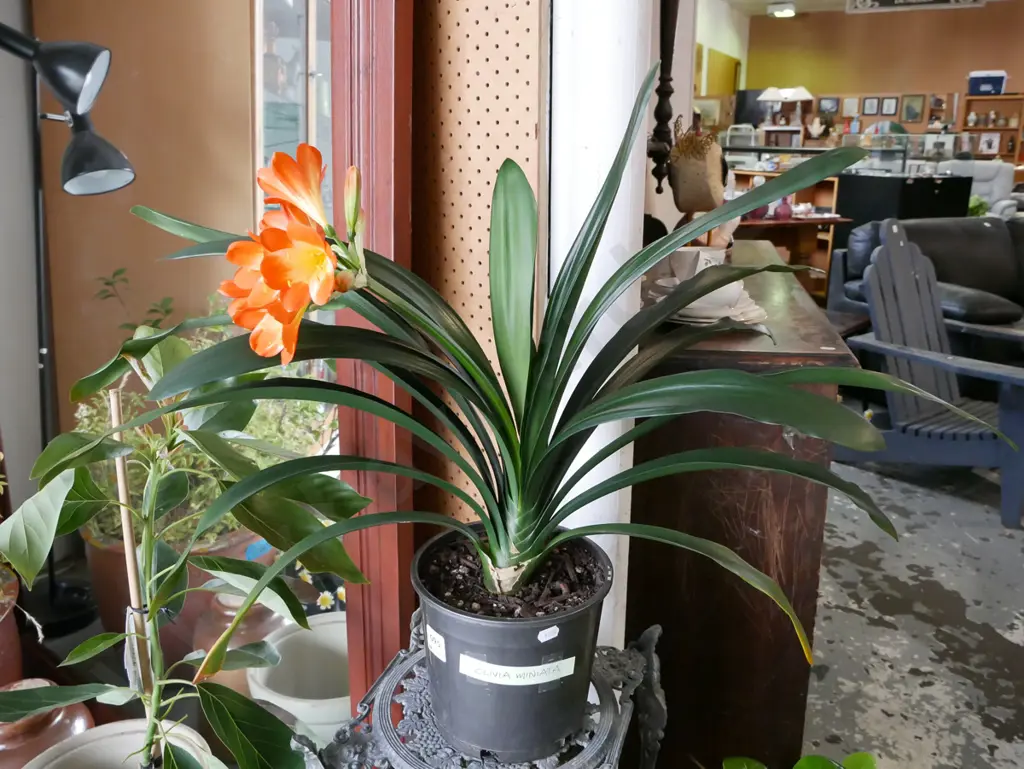 potted flowering clivia miniata Image 1++