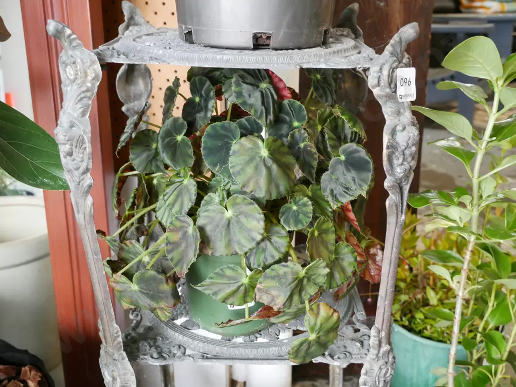 potted begonia Image 1++