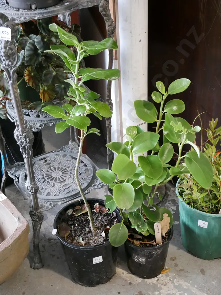 2x potted broad leafs Image 1++