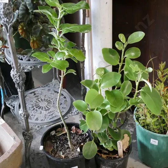 2x potted broad leafs