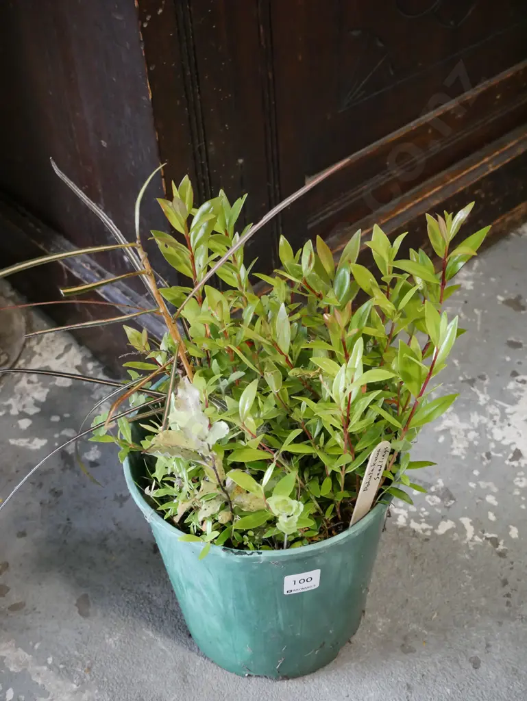 potted pohutukawa seedlings and lancewoods Image 1++