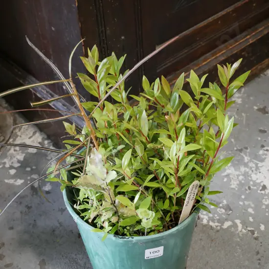 potted pohutukawa seedlings and lancewoods