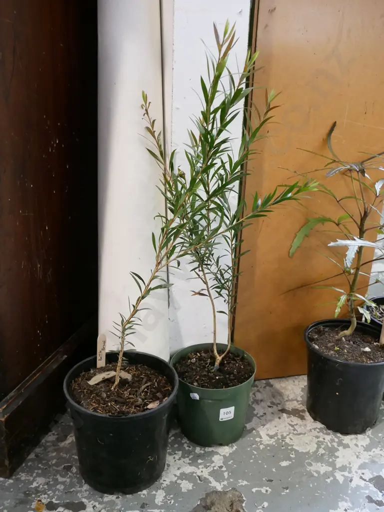 2x potted bottle brushes Image 1++