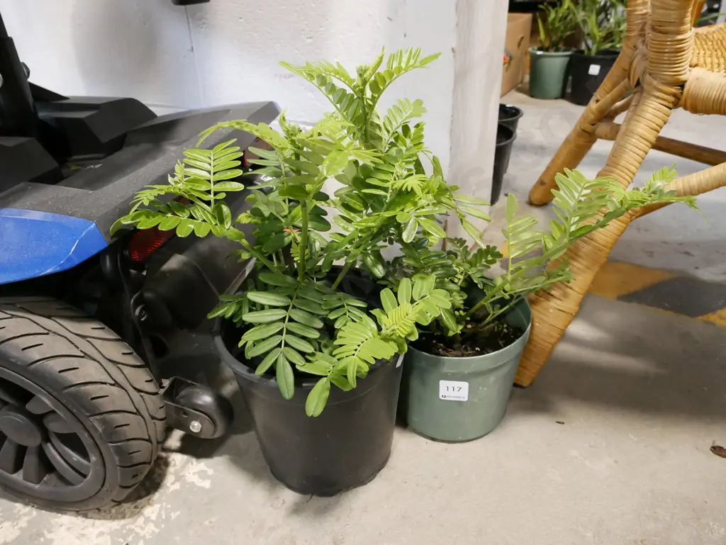 2x potted kakas beaks Image 1++