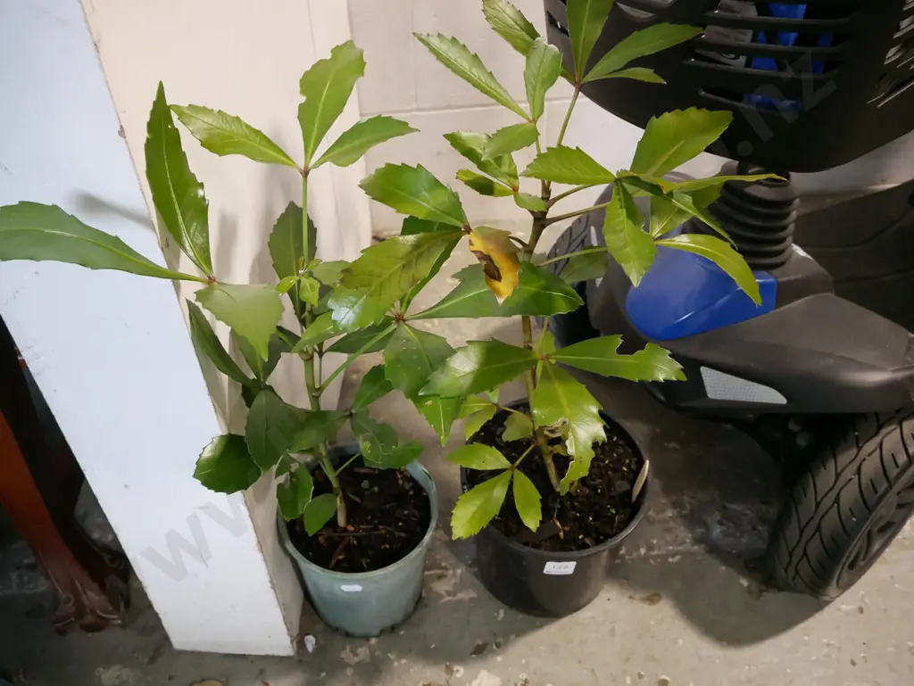 2x potted pseudopanax Image 1++