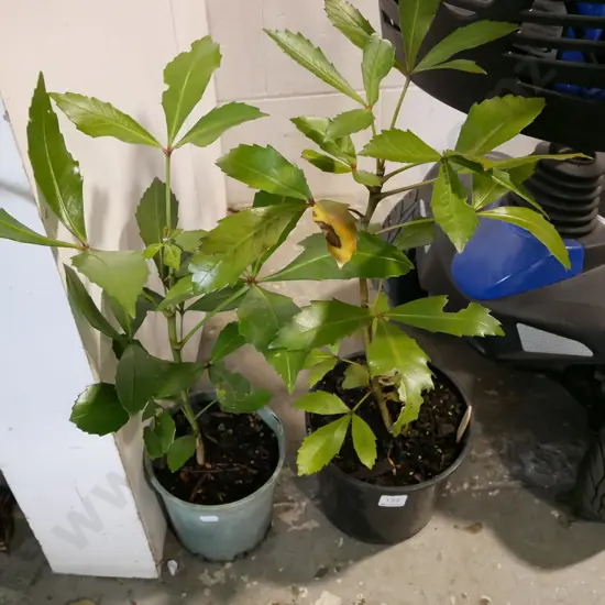 2x potted pseudopanax