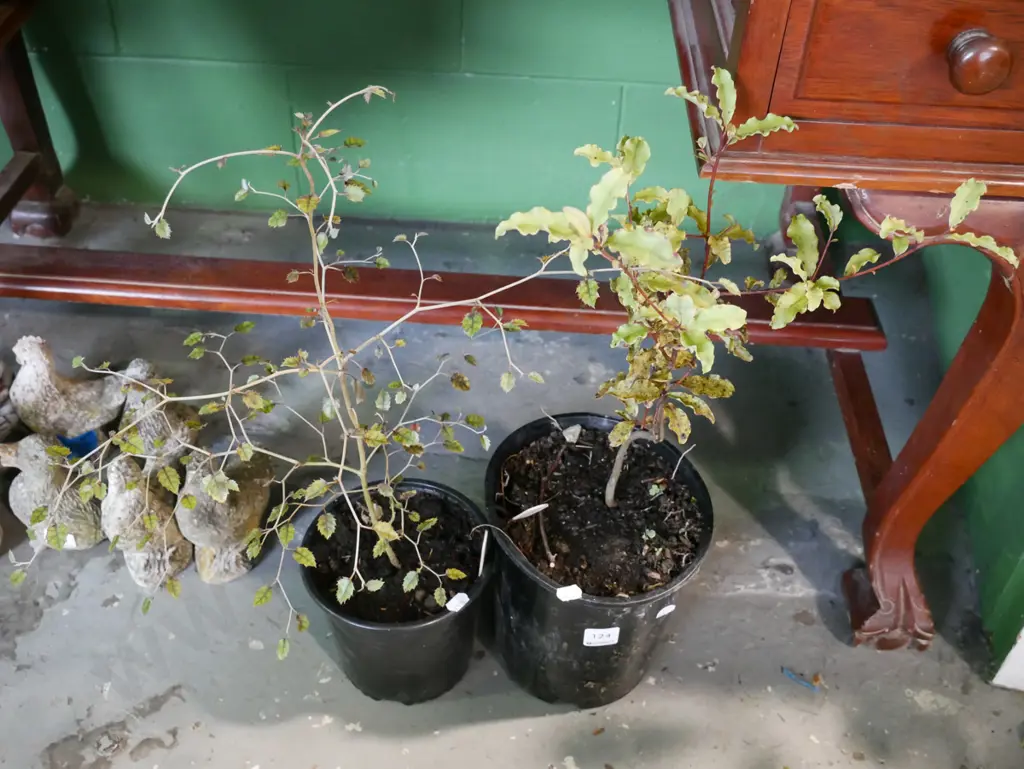 1x potted koro, 1x potted marble leaf Image 1++