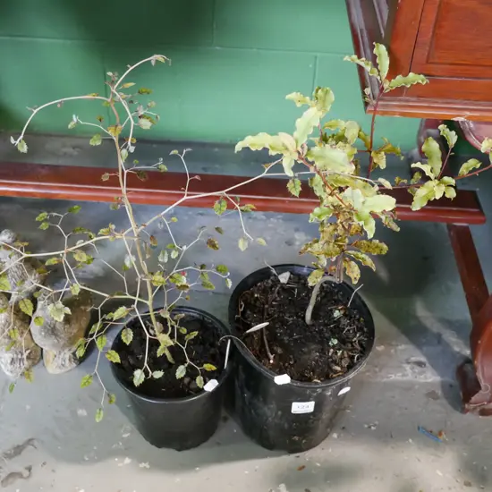 1x potted koro, 1x potted marble leaf