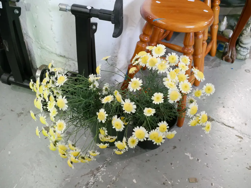 2x potted daisies Image 1++