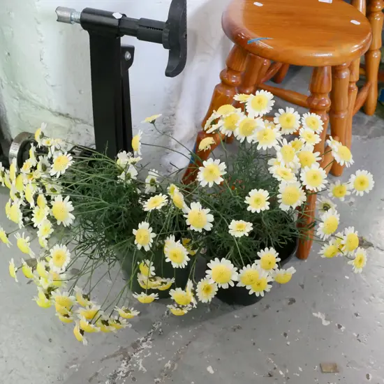 2x potted daisies