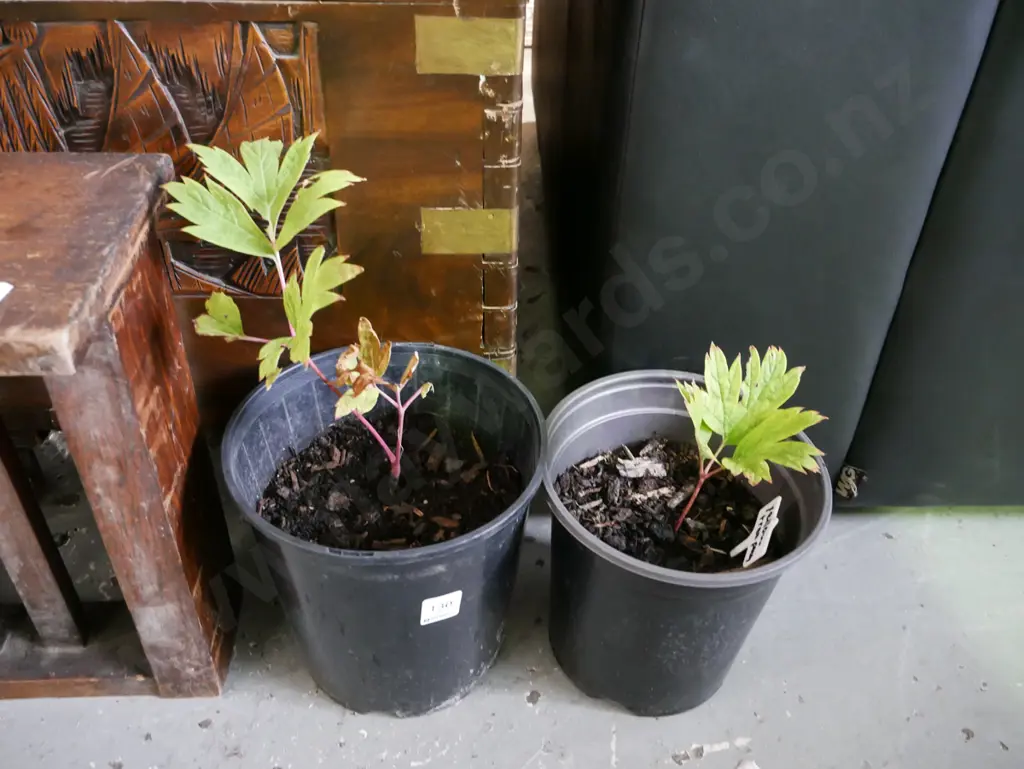 2x potted red tree peonies Image 1++