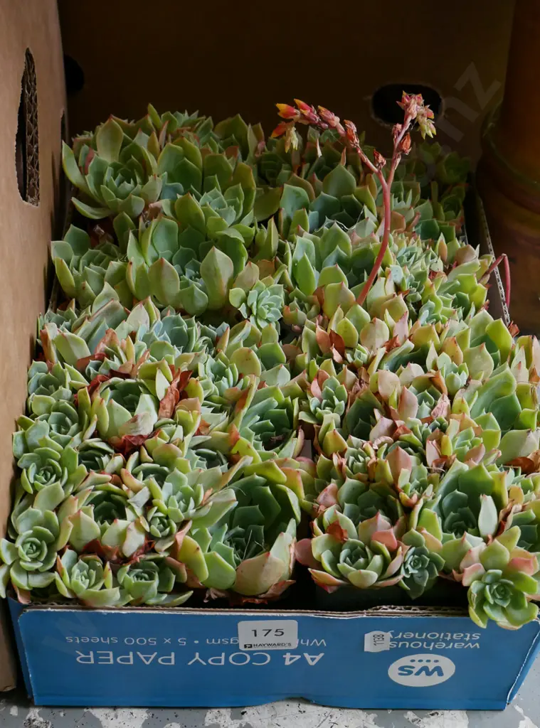 box of succulents Image 1++