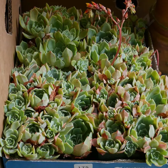box of succulents