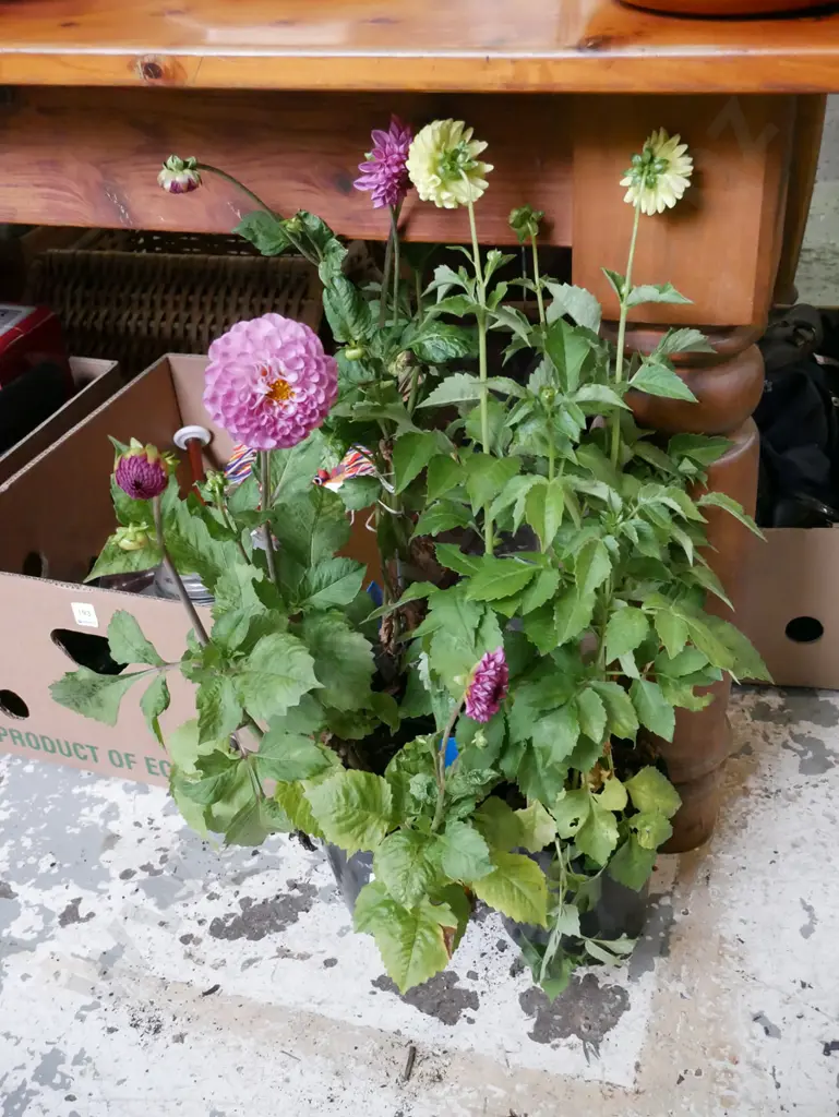 3x potted dahlias Image 1++