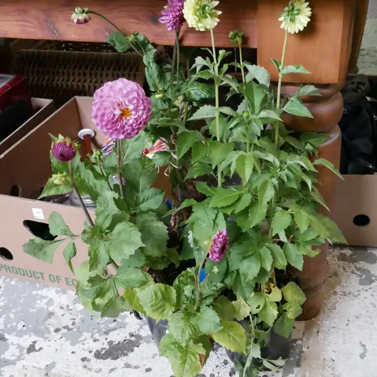 3x potted dahlias