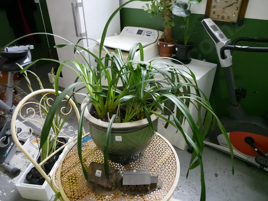 orchids in green glazed planter Image 1++