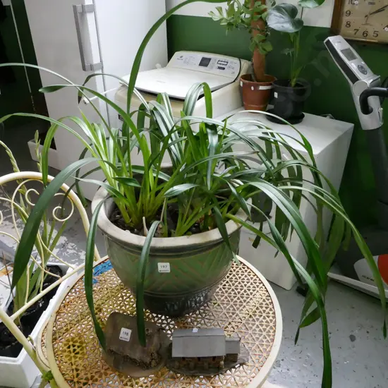 orchids in green glazed planter