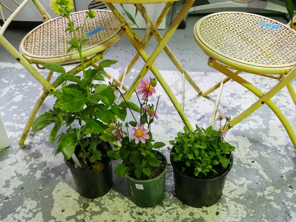 3x potted dahlias Image 1++
