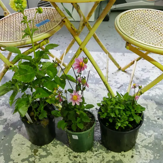 3x potted dahlias
