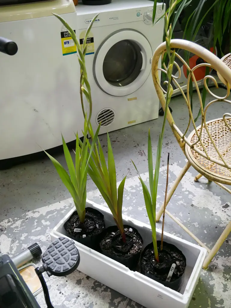 3x potted gladioli Image 1++