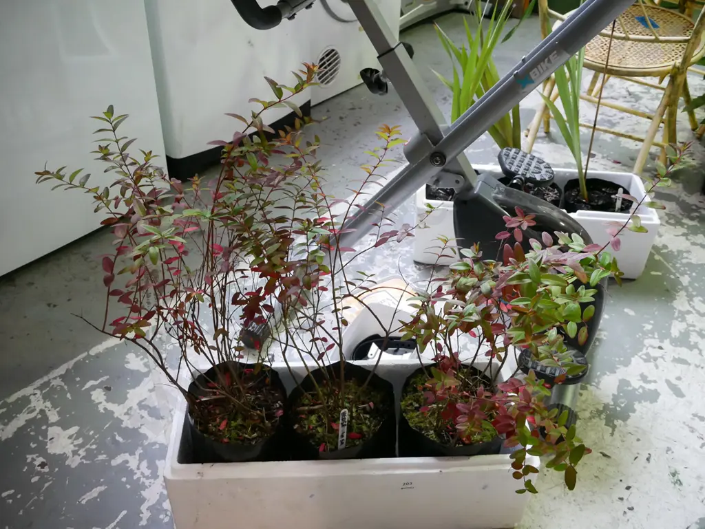 3x potted lemon scented hedges (will grow to 1 square metre) Image 1++