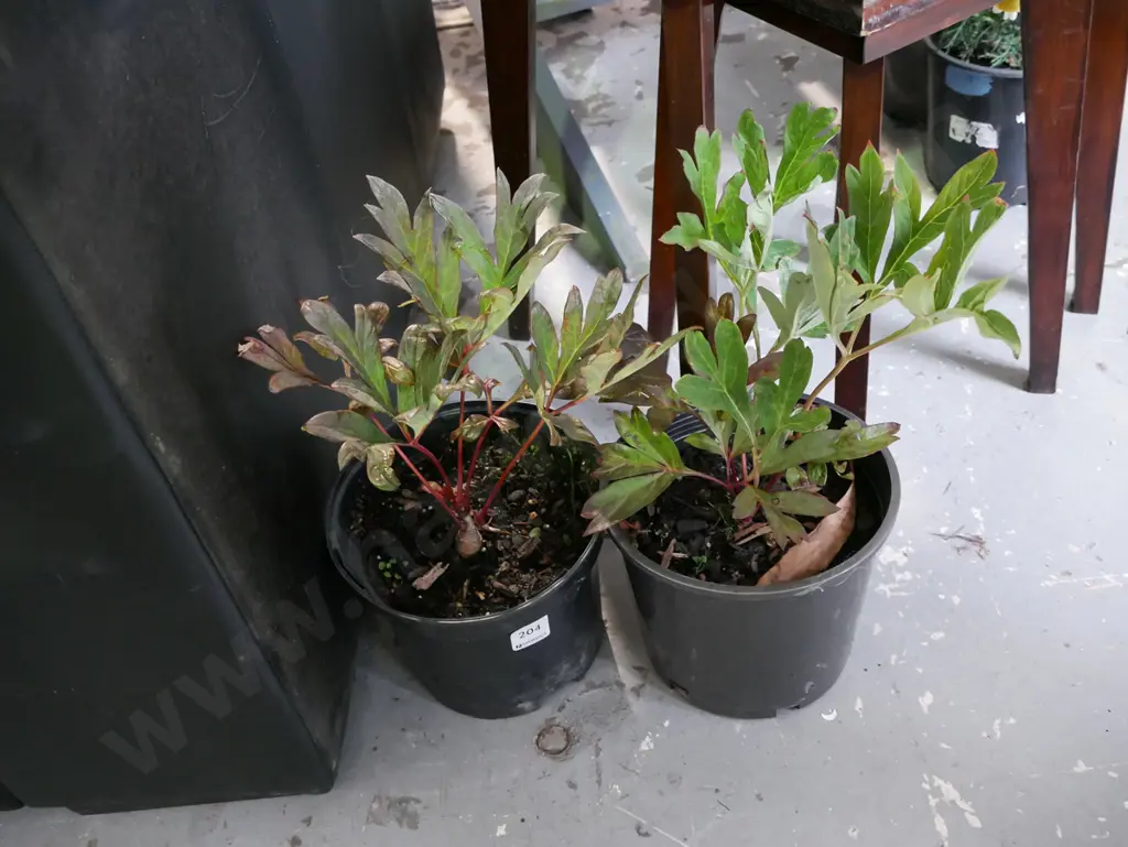 2x potted red tree peonies Image 1++