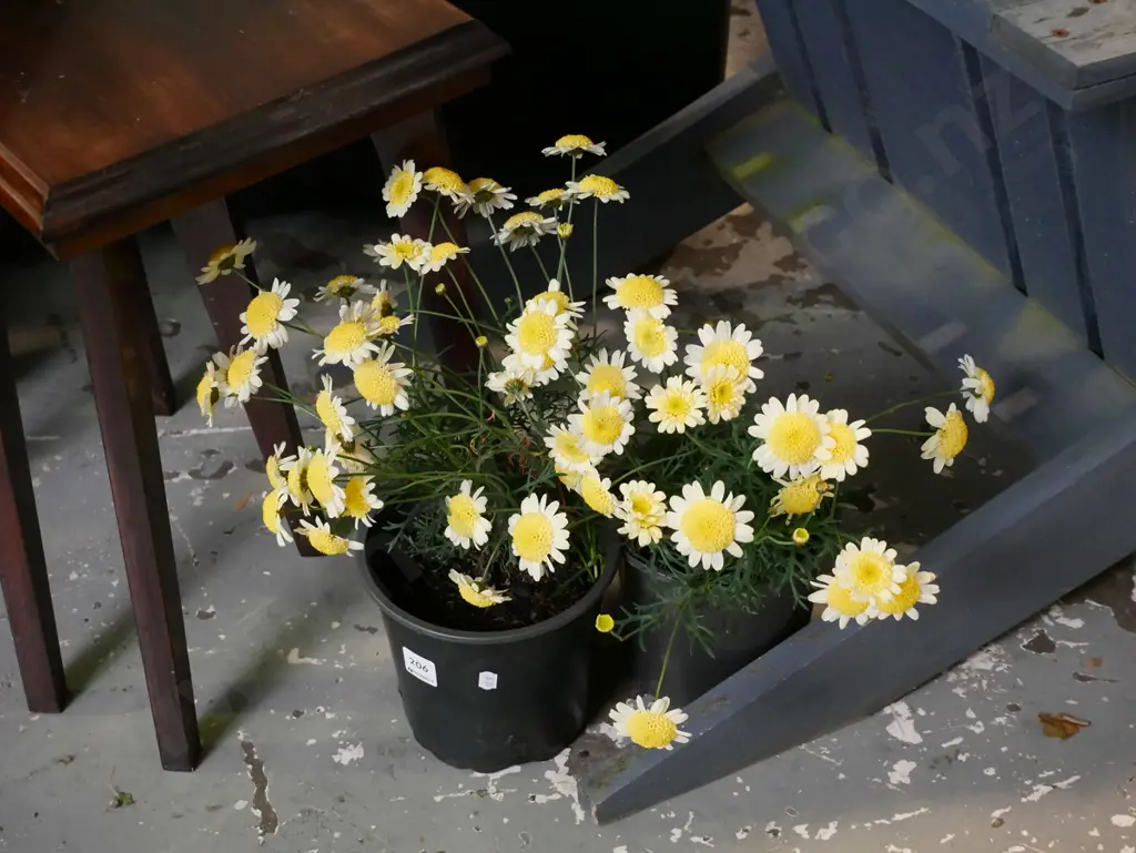 2x potted yellow daisies Image 1++