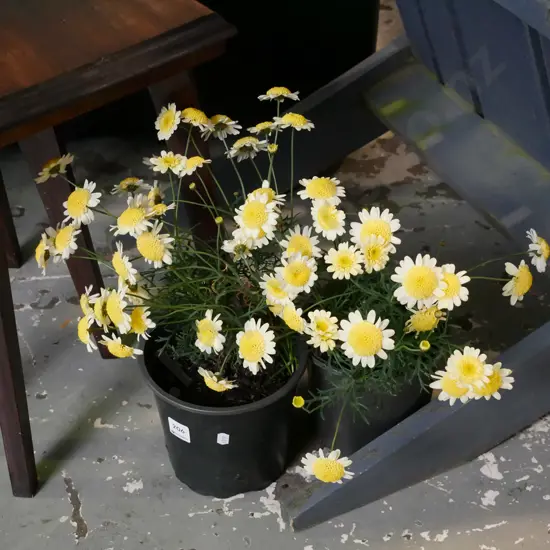 2x potted yellow daisies