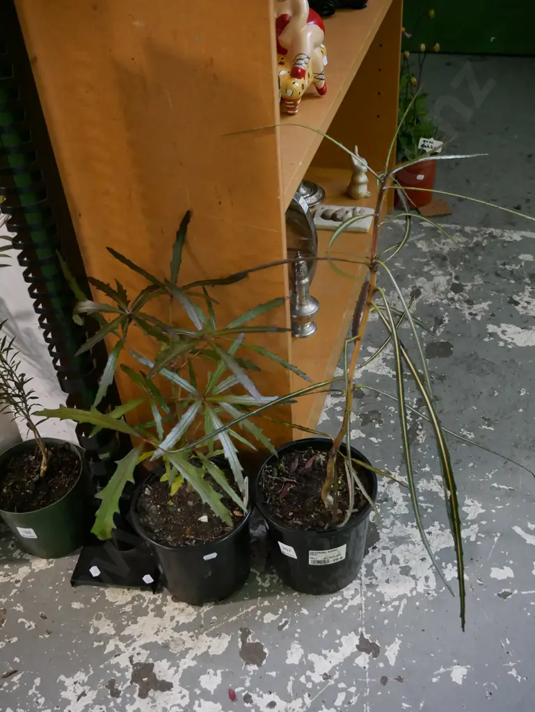 2x potted lancewoods Image 1++