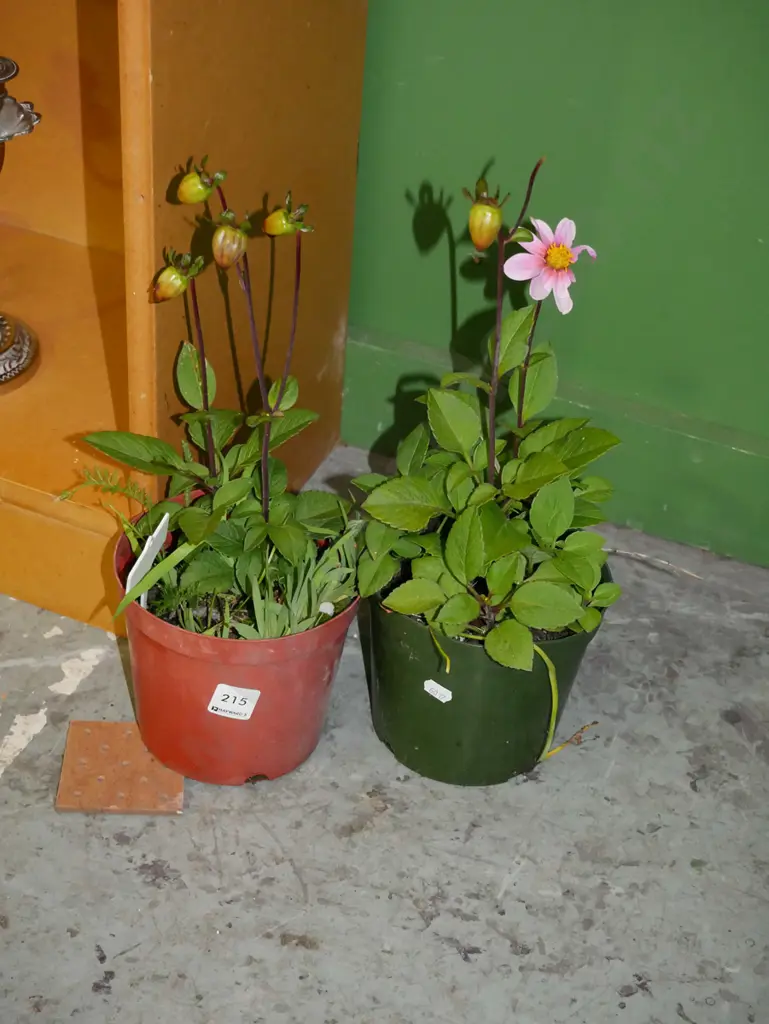 2x potted dahlias Image 1++