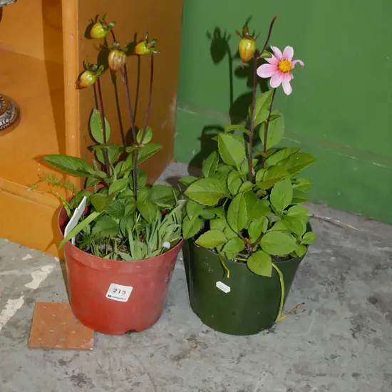 2x potted dahlias