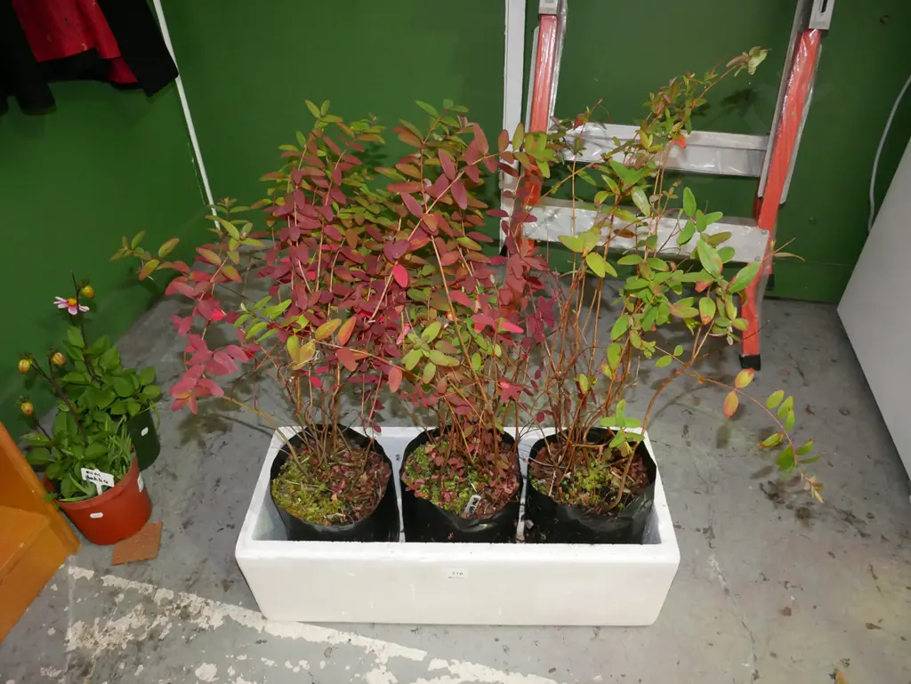 3x potted lemon scented hedges (will grow to 1 square metre) Image 1++