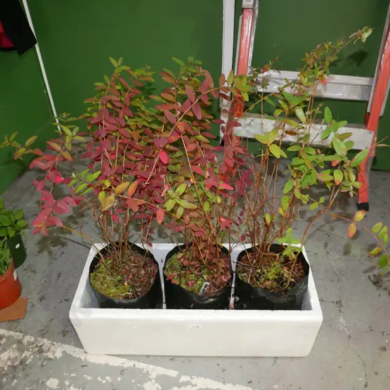 3x potted lemon scented hedges (will grow to 1 square metre)