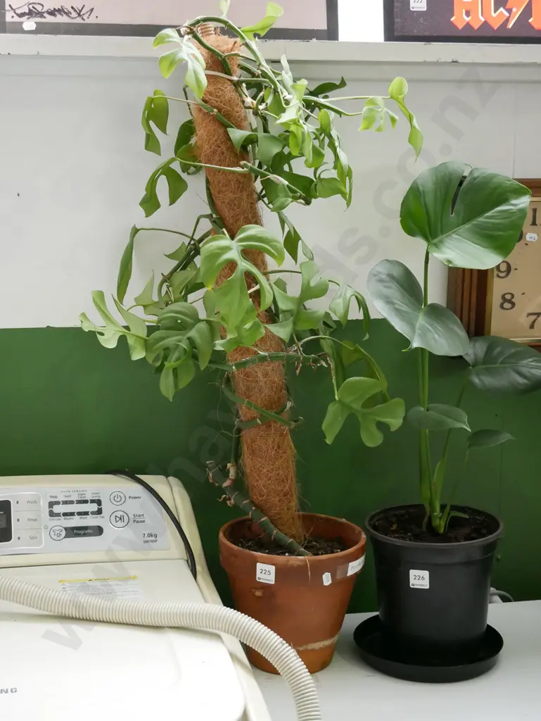 monstera minana in terracotta planter Image 1++
